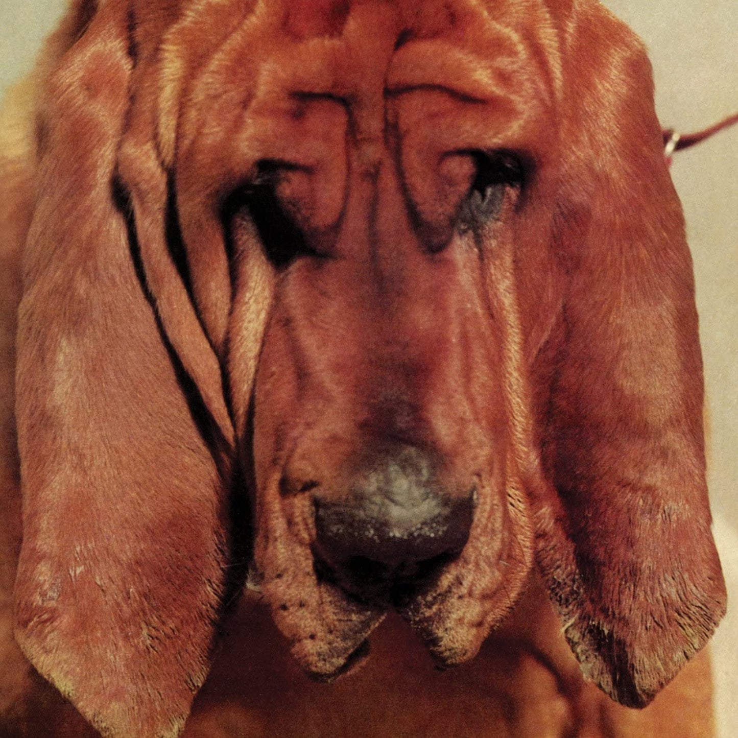 Segall, Ty/Goodbye Bread [LP]